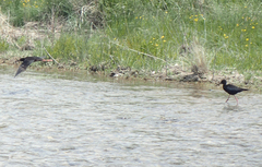 Himantopus novaezelandiae