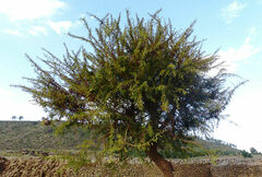 Vachellia abyssinica
