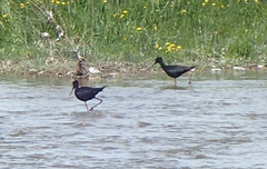 Himantopus novaezelandiae