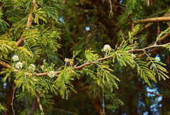 Vachellia abyssinica