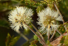 Vachellia abyssinica