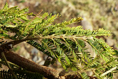 Vachellia abyssinica