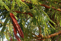 Vachellia abyssinica