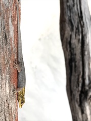 Lygodactylus picturatus