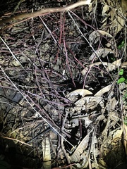 Rieppeleon kerstenii