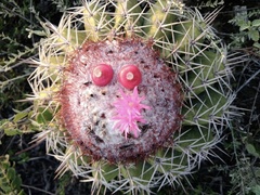 Melocactus curvispinus