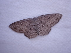 Cyclophora