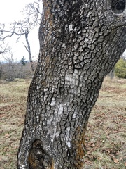 Quercus garryana