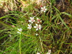 Micranthes stellaris