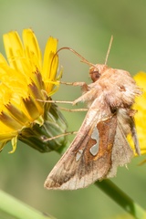 Plusiini