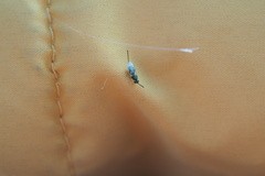 Torymidae