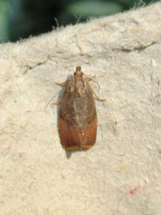 Evora hemidesma