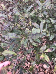 Ligustrum vulgare