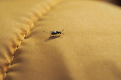 Torymidae