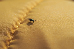 Torymidae