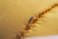 Torymidae