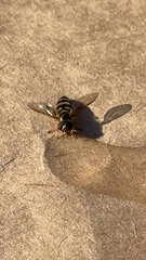 Metasyrphus