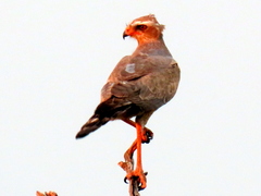 Melierax canorus argentior