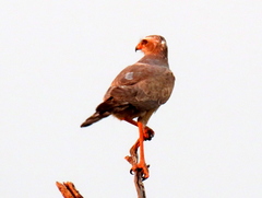 Melierax canorus argentior