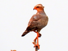 Melierax canorus argentior