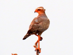 Melierax canorus argentior