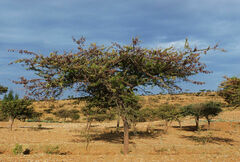 Vachellia abyssinica