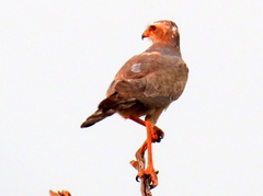 Melierax canorus argentior