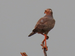 Melierax canorus argentior