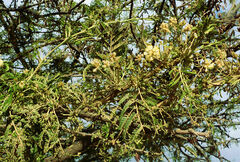 Vachellia abyssinica