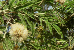 Vachellia abyssinica