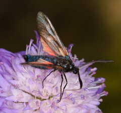 Zygaena