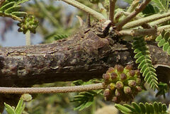 Vachellia abyssinica