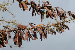 Vachellia abyssinica