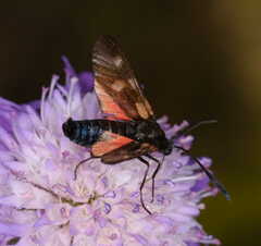 Zygaena