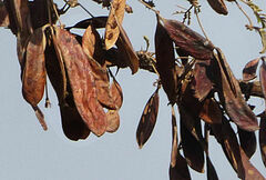 Vachellia abyssinica