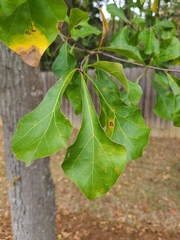 Quercus nigra