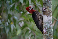 Campephilus robustus