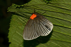 Hades noctula