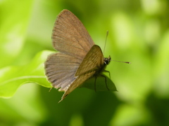 Leptotes pirithous