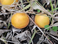 Cucurbita foetidissima