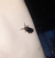 Cacoscelis nigripennis