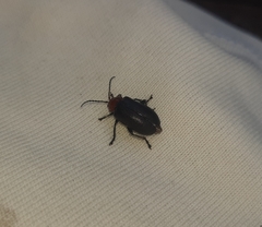 Cacoscelis nigripennis