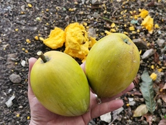 Pouteria campechiana