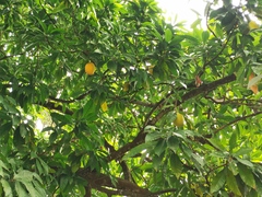 Pouteria campechiana