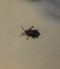 Cacoscelis nigripennis