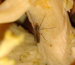 Mycetophilidae