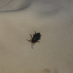Cacoscelis nigripennis