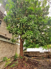 Pouteria campechiana