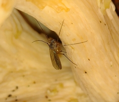 Mycetophilidae