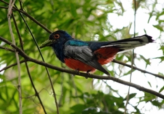 Trogon surrucura